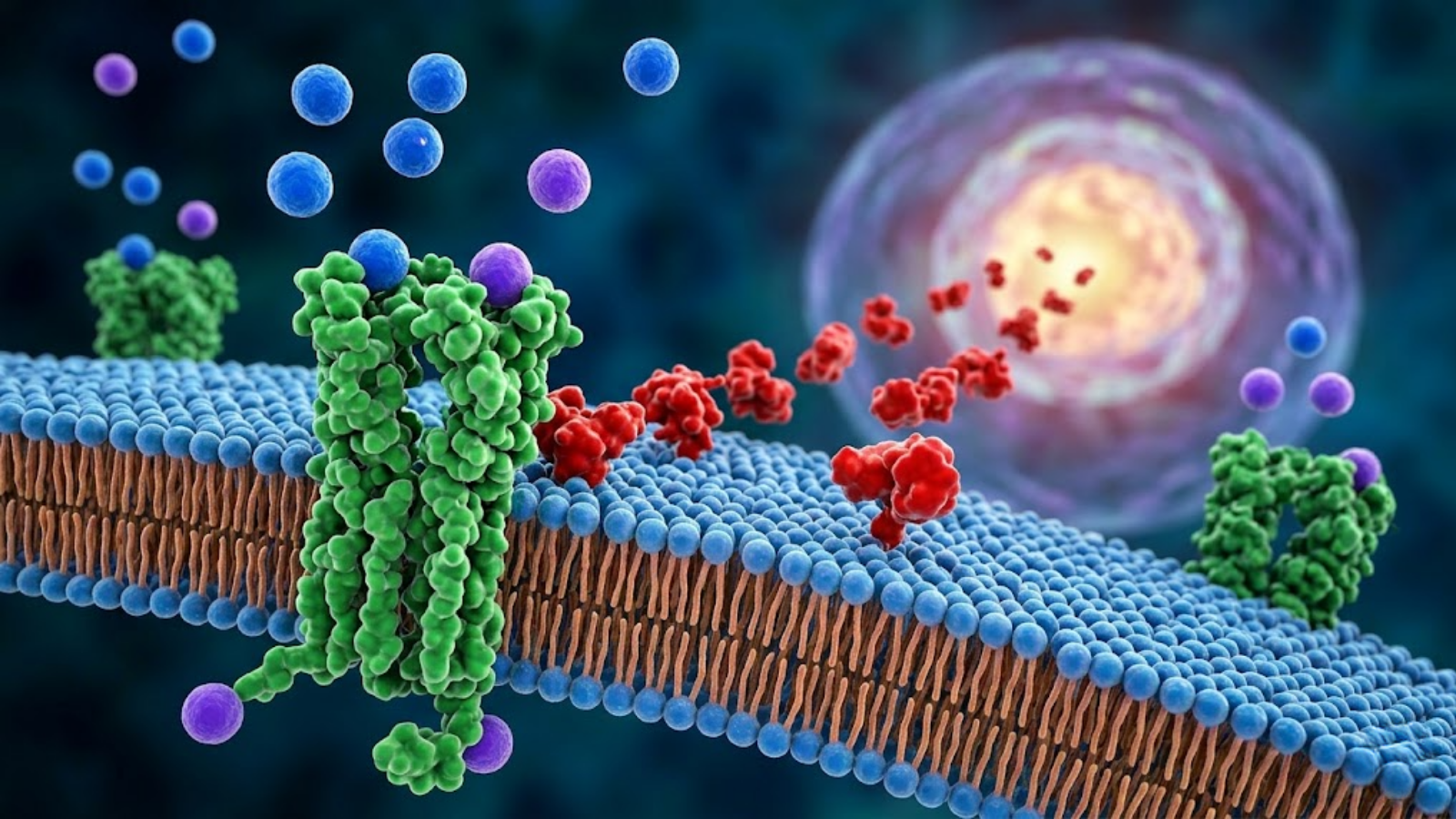 Conceptual molecular mechanism of metabolic peptides