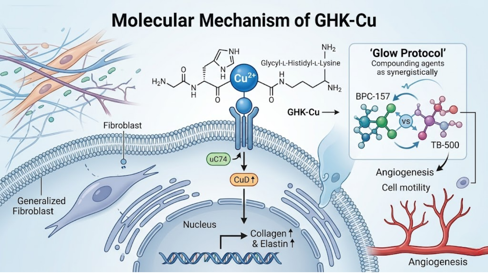 Conceptual Molecular Mechanism of GHK-Cu
